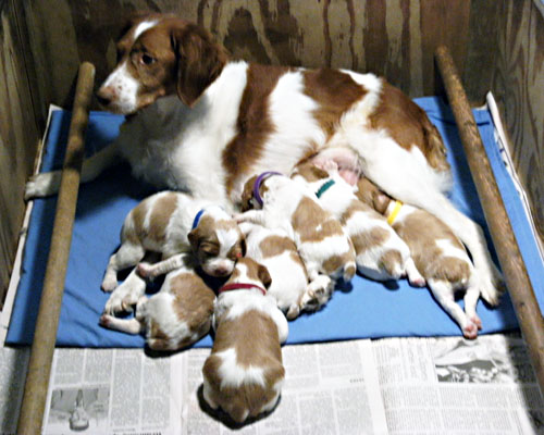 Lilly Roc puppies May 10